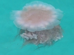 jellyfish which extended tentacles.JPG (151 KB)